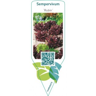 Sempervivum ‘Rubin’