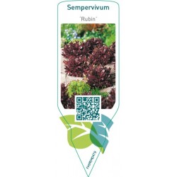 Sempervivum ‘Rubin’
