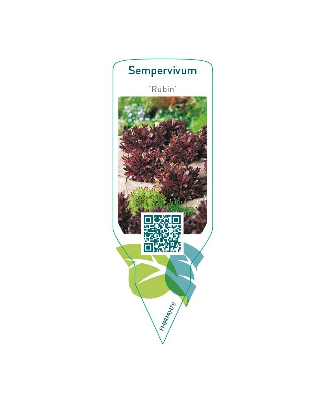 Sempervivum ‘Rubin’