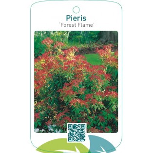 Pieris ‘Forest Flame’