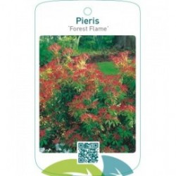 Pieris ‘Forest Flame’