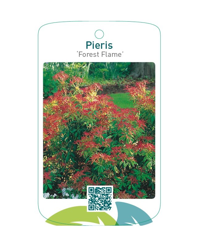 Pieris ‘Forest Flame’