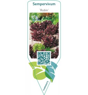 Etiquetas de Sempervivum ‘Rubin’  *