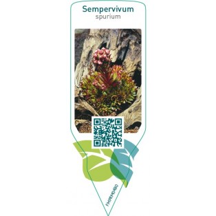 Sempervivum spurium