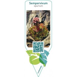Sempervivum spurium