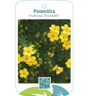 Potentilla fruticosa ‘Elizabeth’
