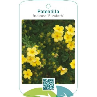 Potentilla fruticosa ‘Elizabeth’