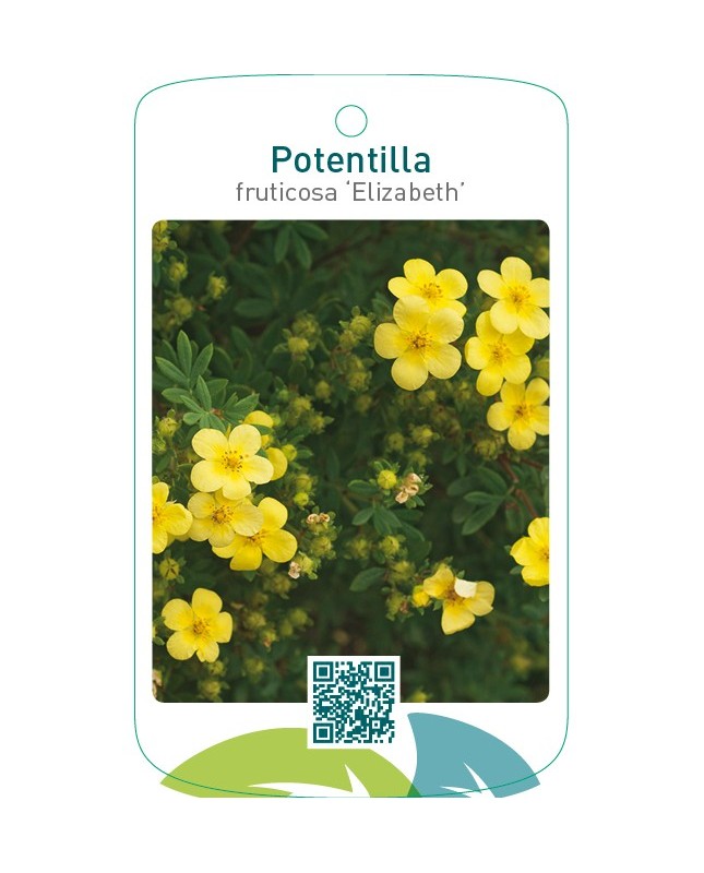 Potentilla fruticosa ‘Elizabeth’