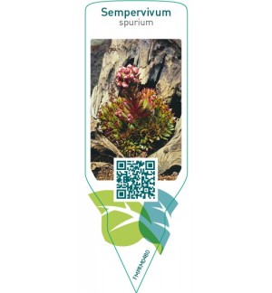 Etichette di Sempervivum spurium *