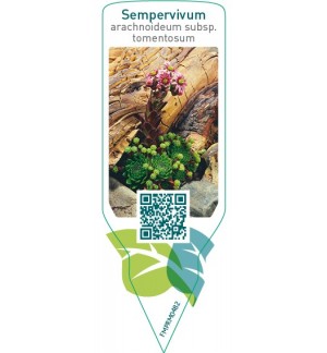 Sempervivum arachnoideum subsp. Tomentosum