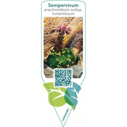 Sempervivum arachnoideum subsp. Tomentosum