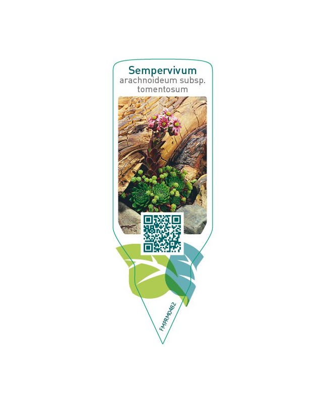 Sempervivum arachnoideum subsp. Tomentosum