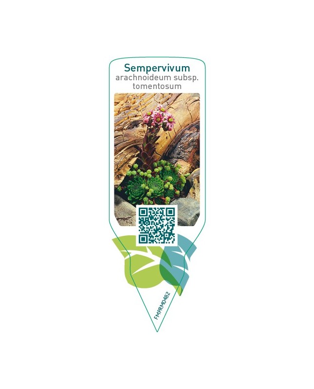 Sempervivum arachnoideum subsp. Tomentosum