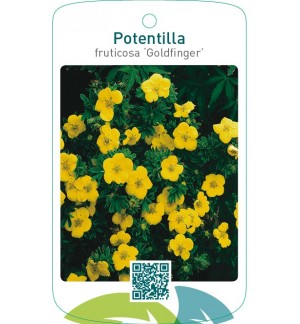 Potentilla fruticosa ‘Goldfinger’