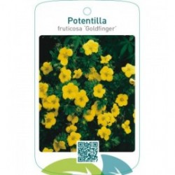 Potentilla fruticosa ‘Goldfinger’