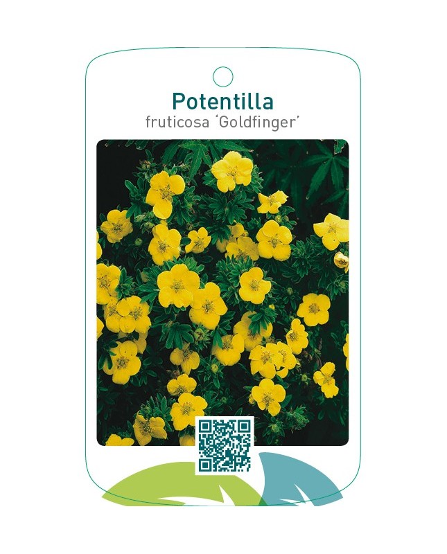 Potentilla fruticosa ‘Goldfinger’