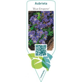 Aubrieta ‘Blue Emperor’