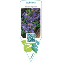 Aubrieta ‘Blue Emperor’