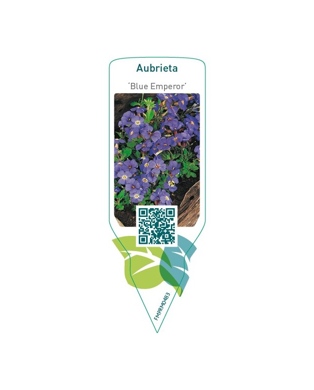 Aubrieta ‘Blue Emperor’