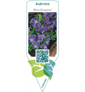 Etichette di Aubrieta ‘Blue Emperor’ *