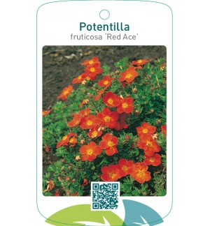Potentilla fruticosa ‘Red Ace’