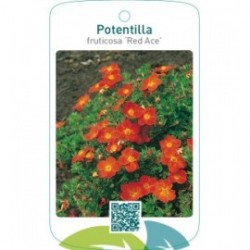 Potentilla fruticosa ‘Red Ace’