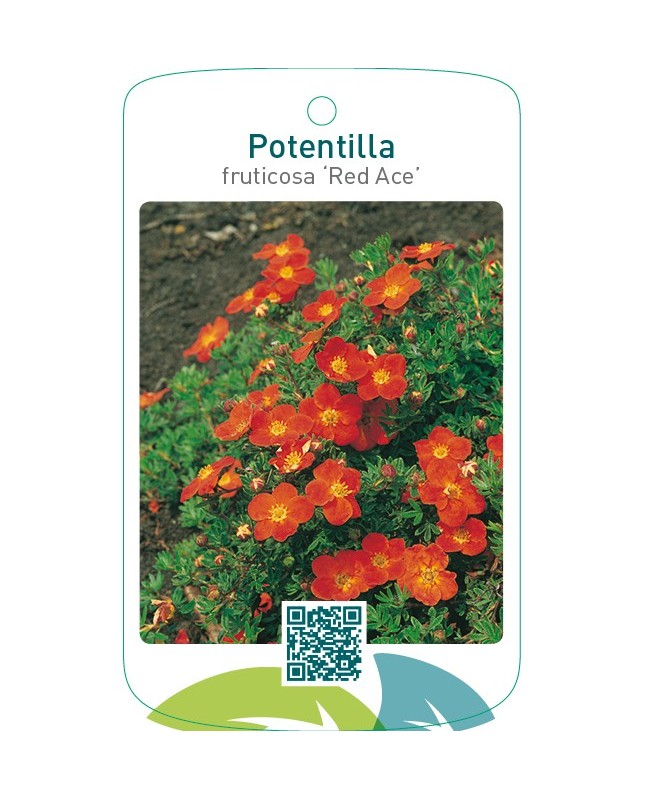 Potentilla fruticosa ‘Red Ace’
