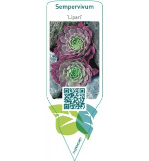 Sempervivum ‘Lipari’