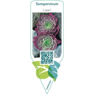 Sempervivum ‘Lipari’
