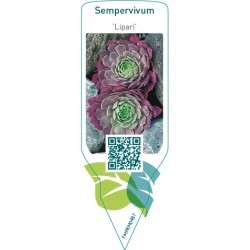 Sempervivum ‘Lipari’