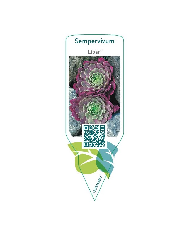 Sempervivum ‘Lipari’