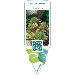 Sempervivum ‘Bernstein’