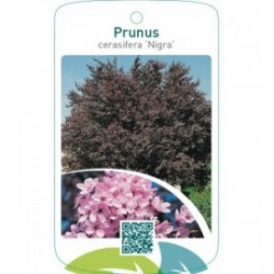 Prunus cerasifera ‘Nigra’