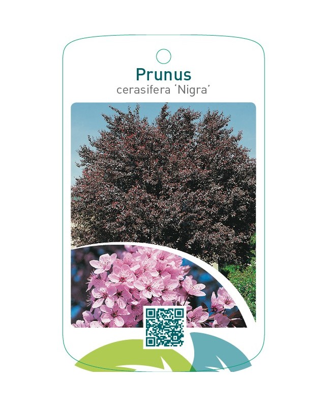 Prunus cerasifera ‘Nigra’