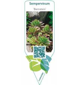 Etichette di Sempervivum ‘Bernstein’ *