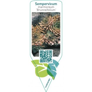 Sempervivum marmoreum ‘Brunneifolium’