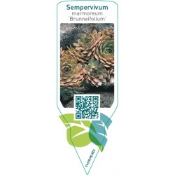 Sempervivum marmoreum ‘Brunneifolium’