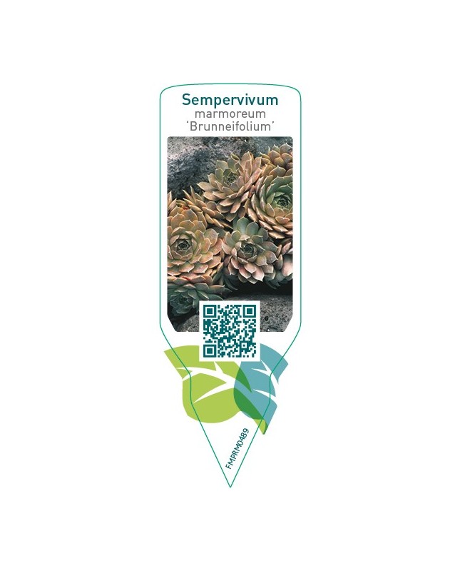 Sempervivum marmoreum ‘Brunneifolium’