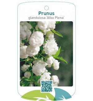 Prunus glandulosa ‘Alba Plena’