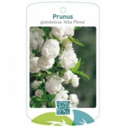 Prunus glandulosa ‘Alba Plena’