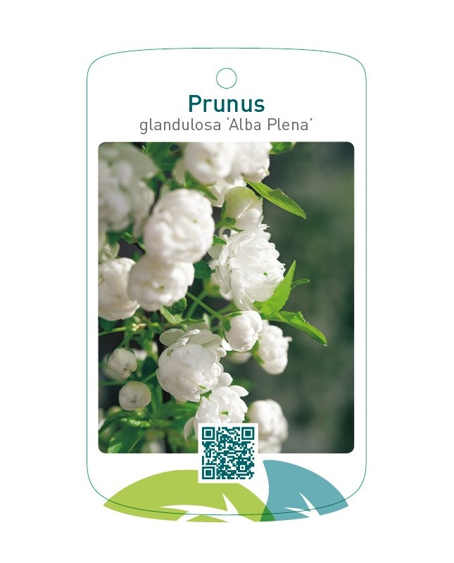 Prunus glandulosa ‘Alba Plena’