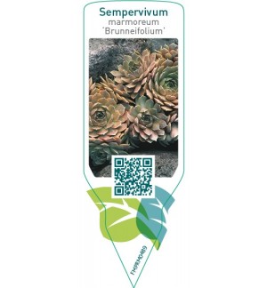 Etiquetas de Sempervivum marmoreum ‘Brunneifolium’  *
