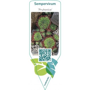 Sempervivum ‘Pruhonice’