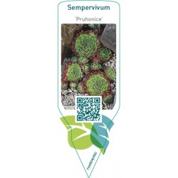 Sempervivum ‘Pruhonice’