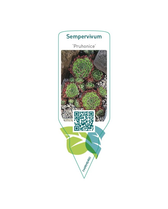 Sempervivum ‘Pruhonice’