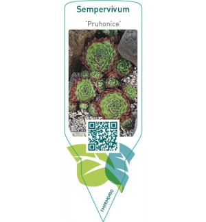 Etichette di Sempervivum ‘Pruhonice’ *