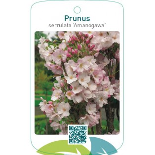 Prunus serrulata ‘Amanogawa’