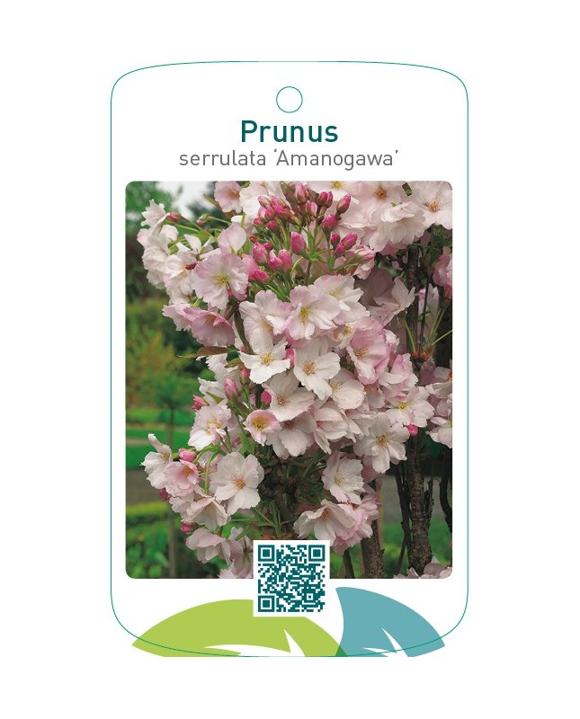 Prunus serrulata ‘Amanogawa’