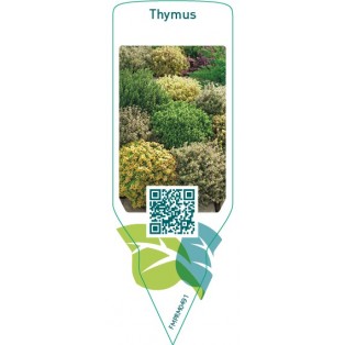 Thymus  mix
