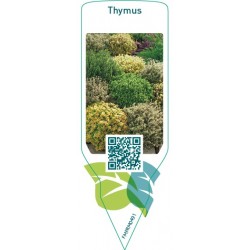 Thymus  mix